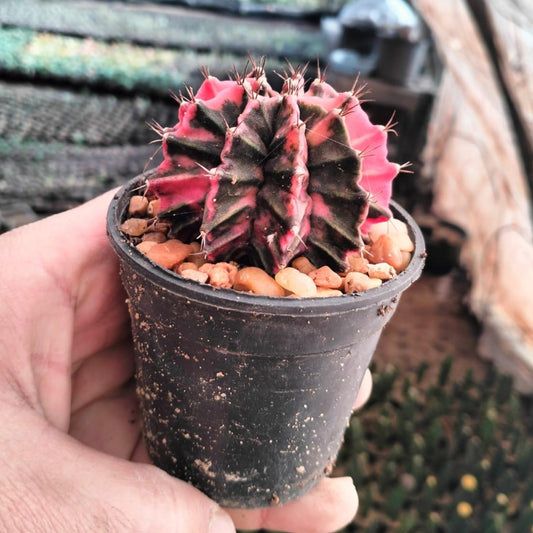 Moon Cactus