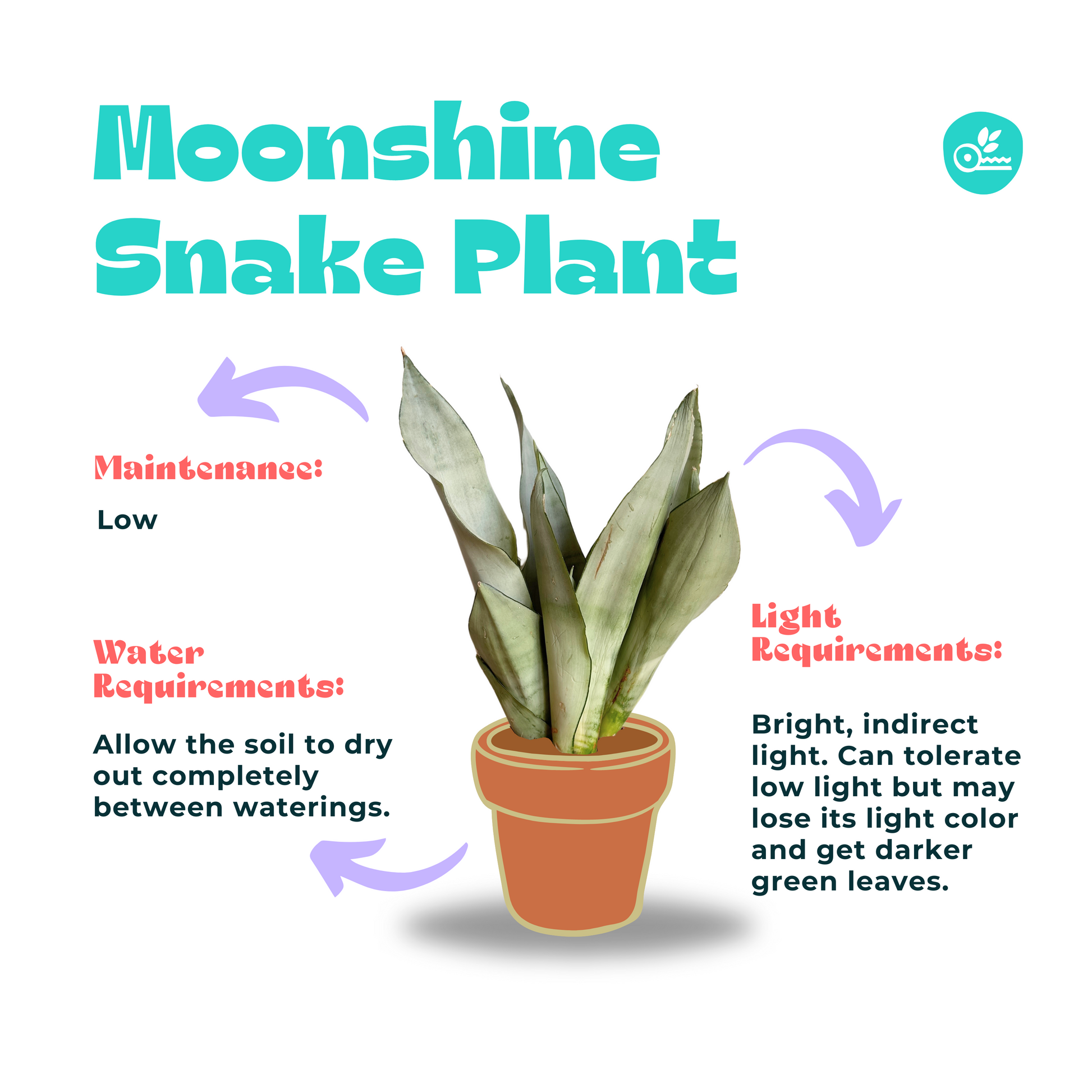 Moonshine Snake Plant light and water care guide