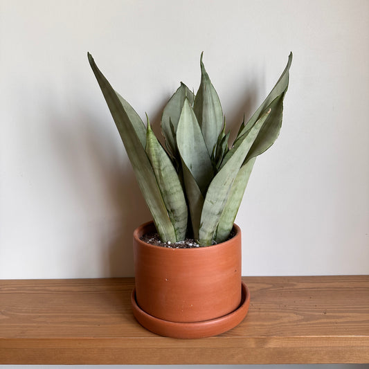 Moonshine Snake Plant (Sansevieria Trifasciata 'Moonshine') in Terracotta Clay Pot - Available on Kaynuna.co in Cairo, Egypt