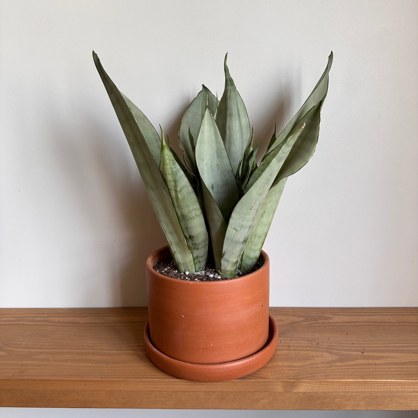 Moonshine Snake Plant Teracotta Clay Pot- Size 16 cm