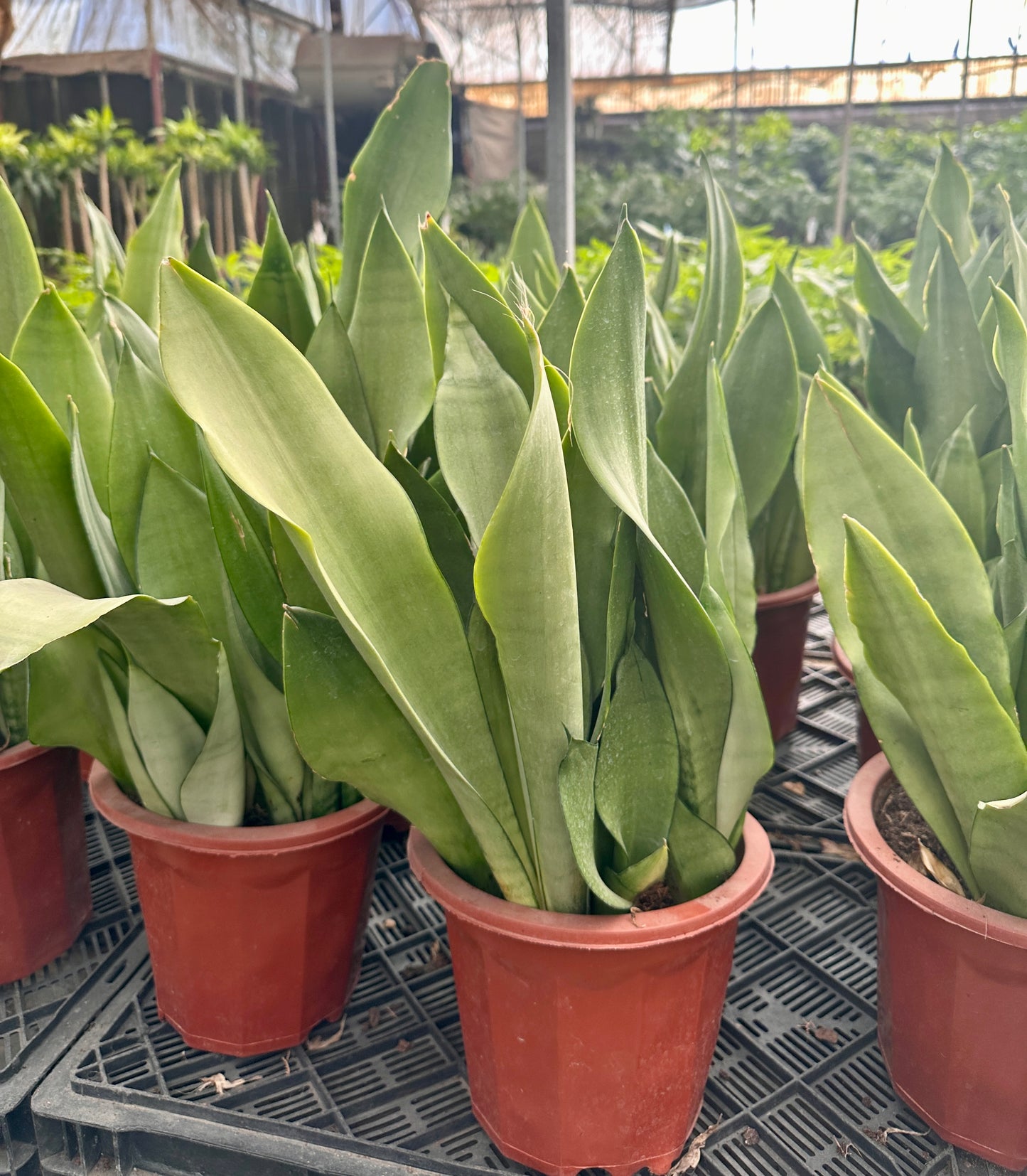 Moonshine snake plants in 16 cm brown plastic pot