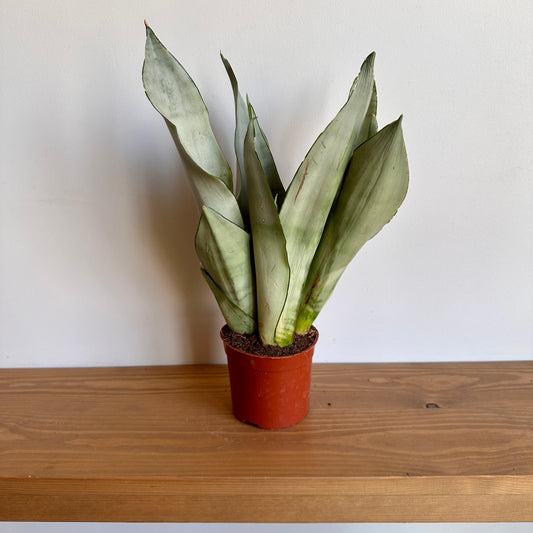 Moonshine Snake Plant (Sansevieria Trifasciata 'Moonshine') in 10 cm Plastic brown pot