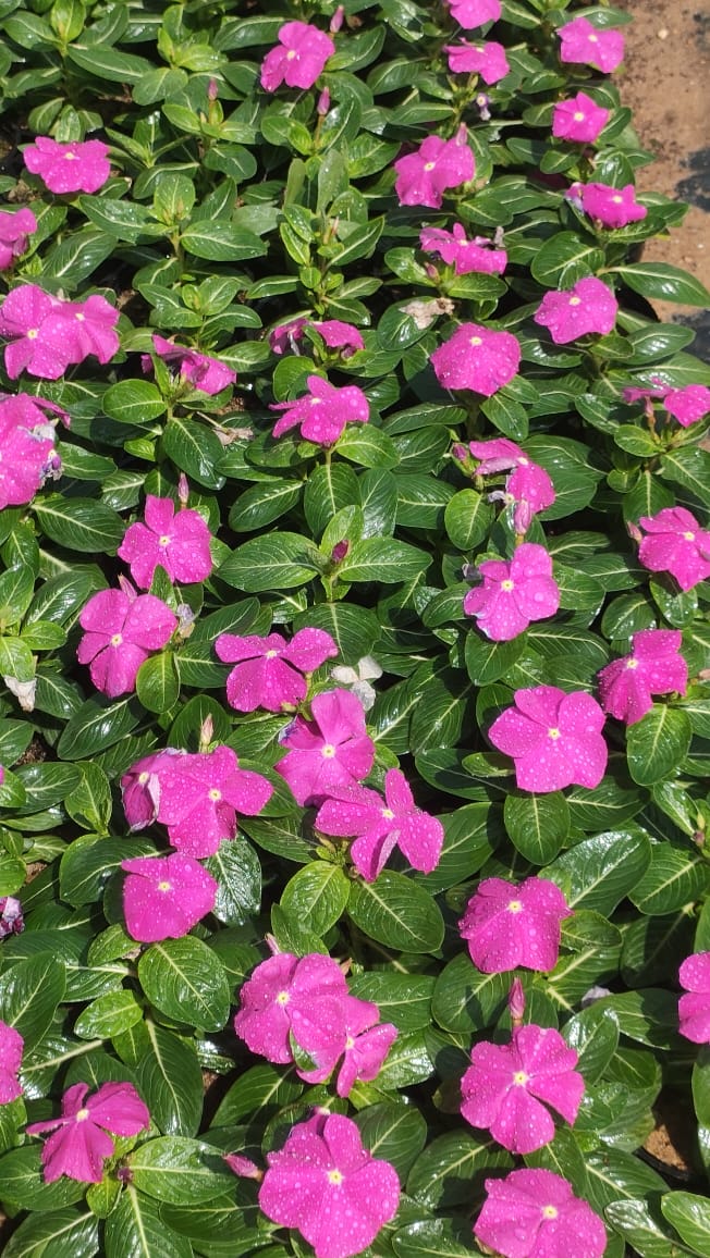 Vinca