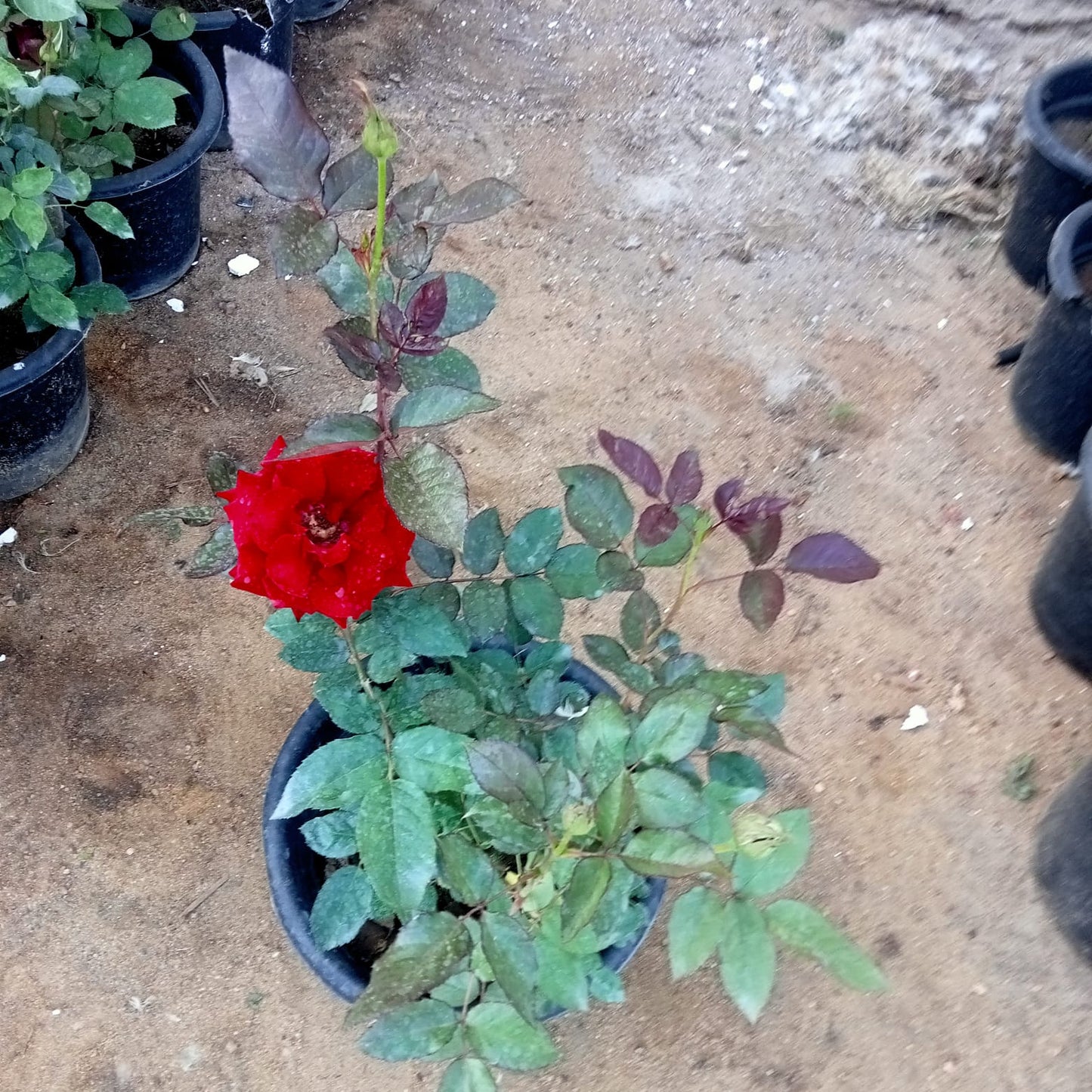 Rose