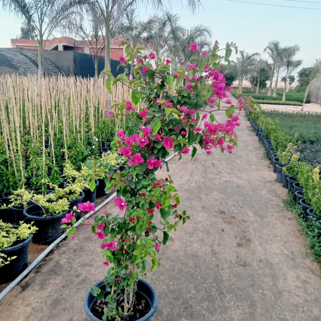 Umbrella Bougainvillea