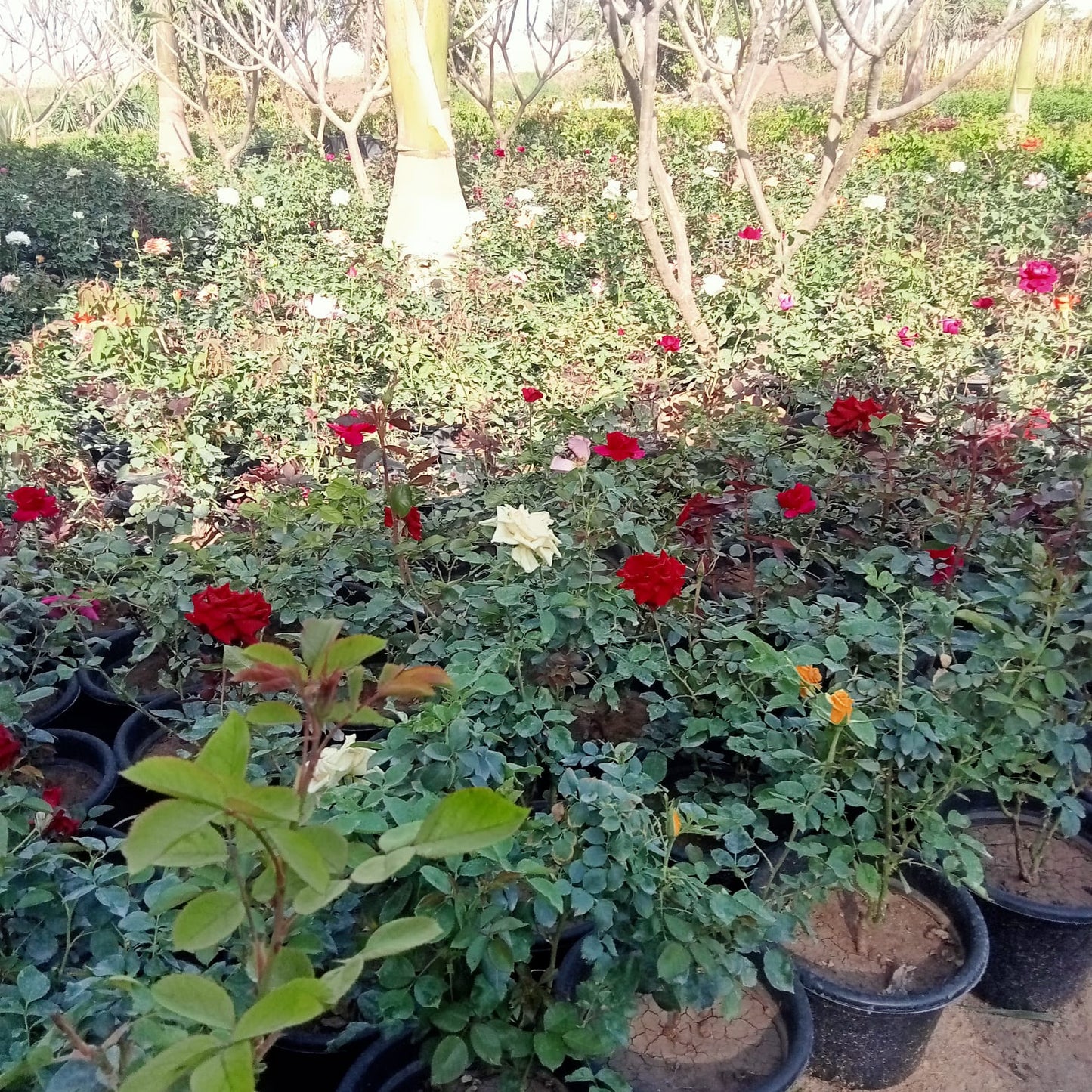 Rose