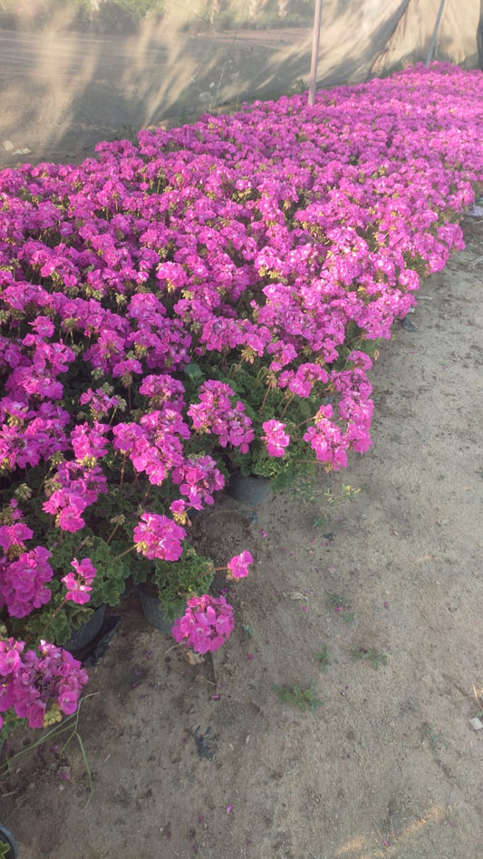 Geraniums
