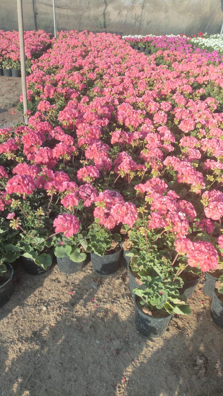 Geraniums