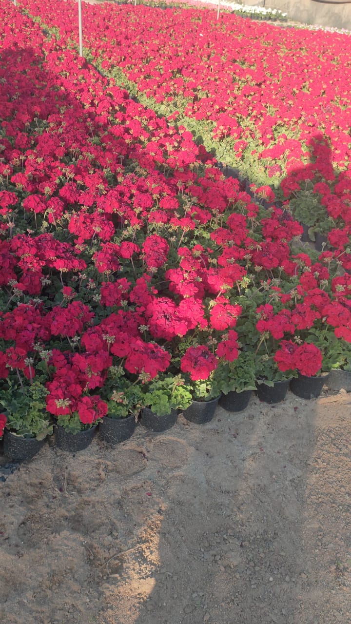 Geraniums