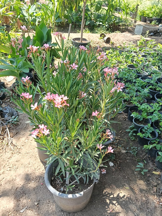 Oleander