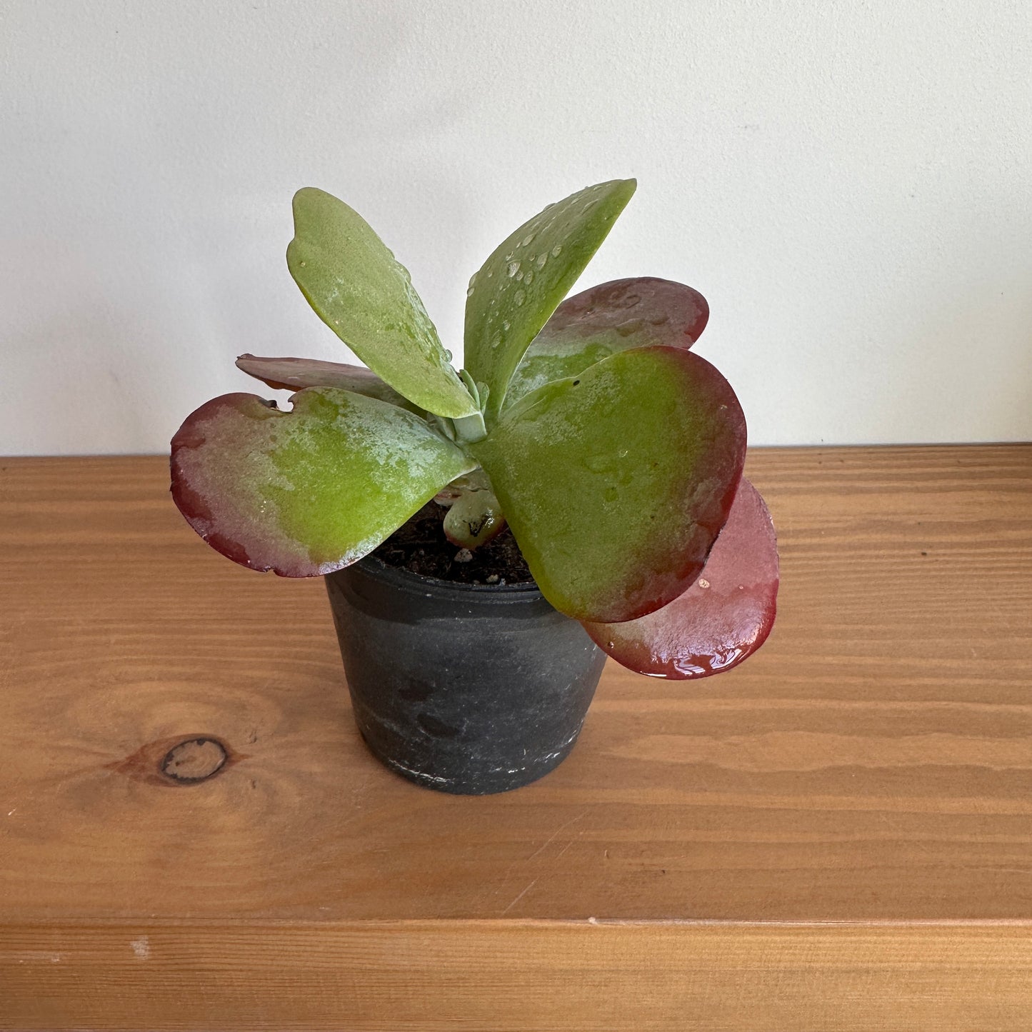 Paddle Plant in black pot