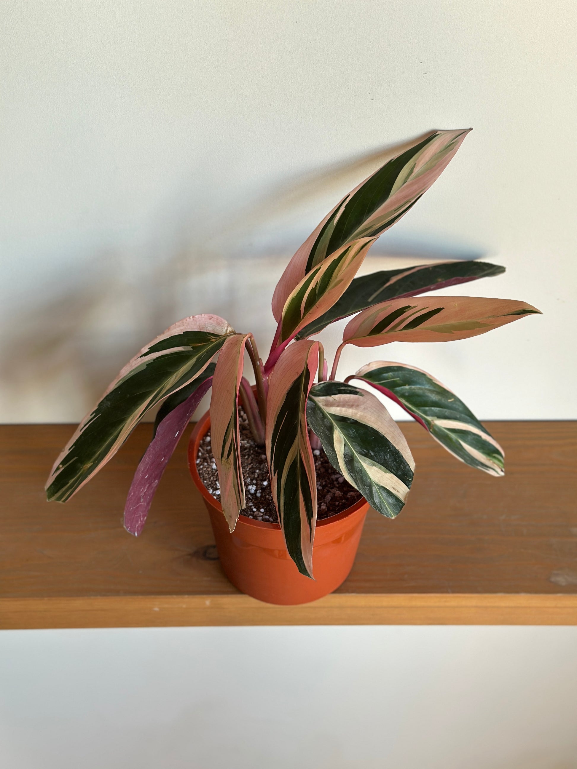 Potted plant with striped leaves on a wooden surface