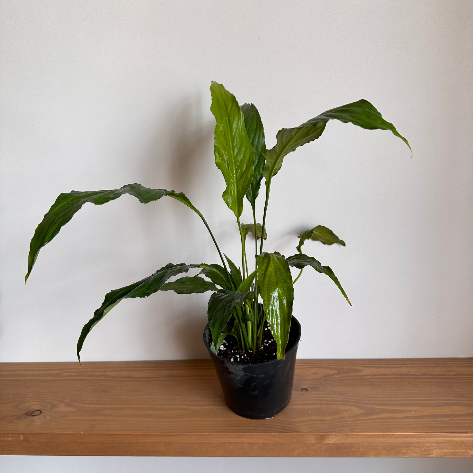 Shop Peace Lilly Plant, ideal for any low, medium or bright space. The Peace Lillygreat easy plant for any plant parent.