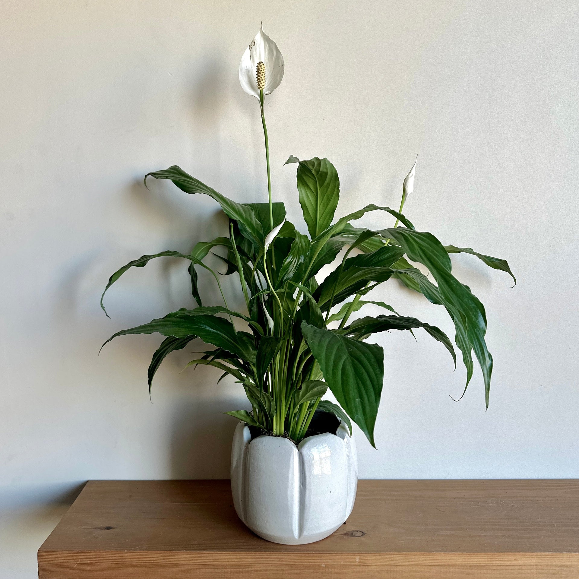 peace lily oxygen night Peace Lily – Air-Purifying Indoor Plant Delivered in Cairo & Alexandria –  Kaynuna.co