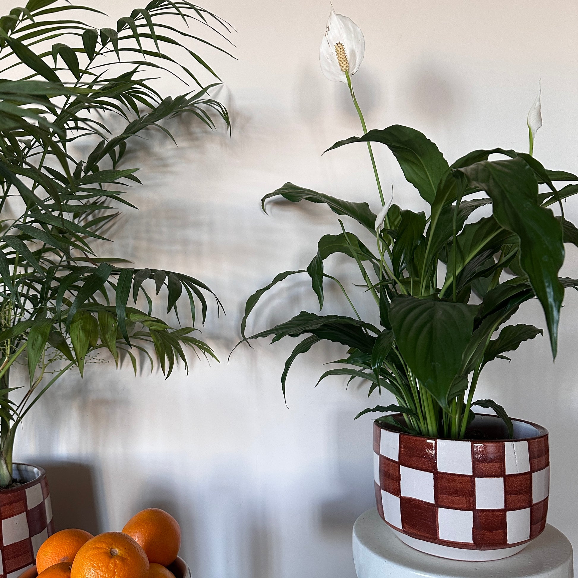 Potted plant with a checkered pot on a white surface, with another plant and oranges in the background. | Kaynuna