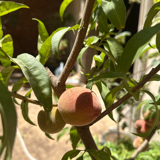 Peach Tree