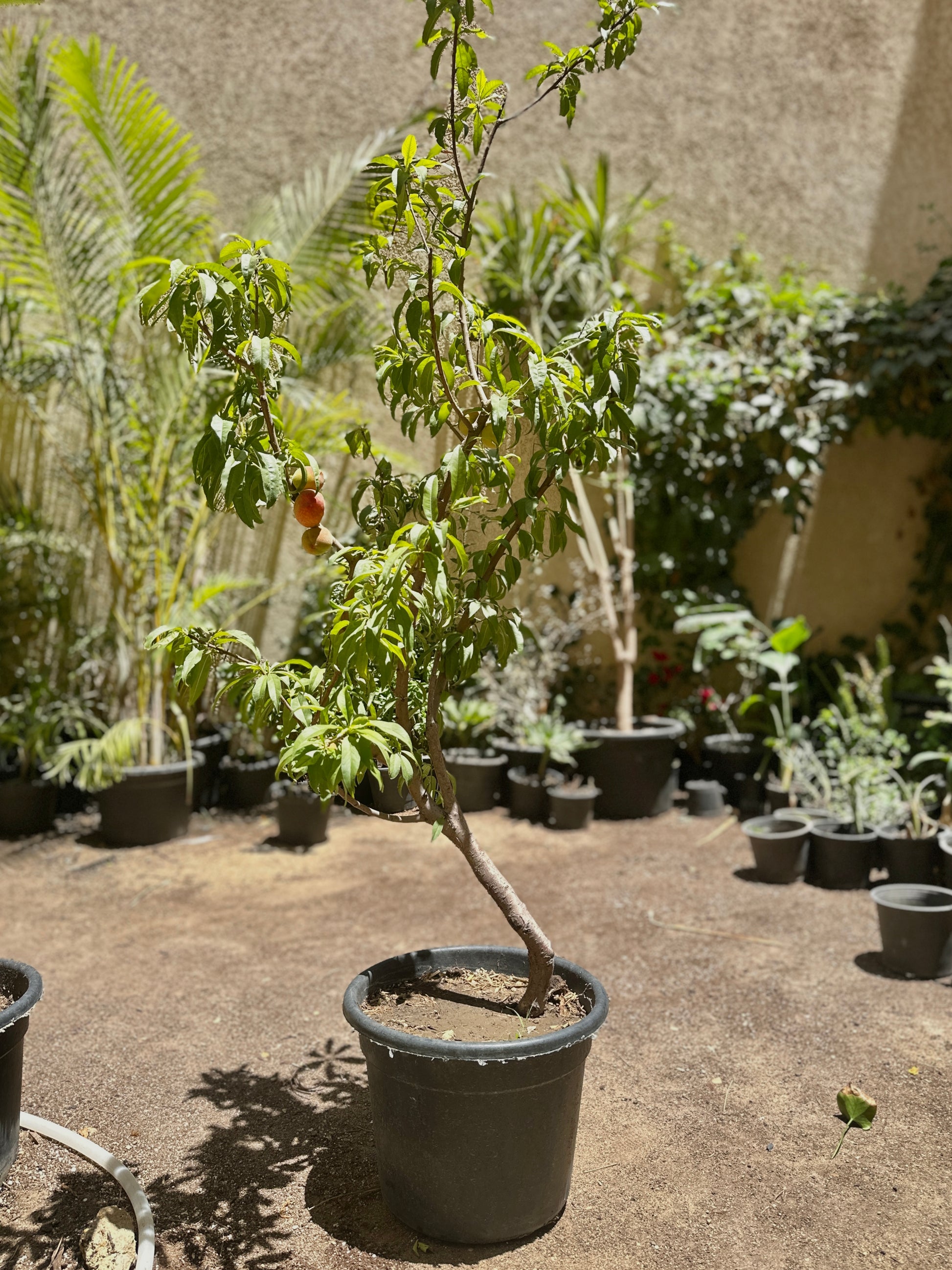 Peach Fruiting Tree in a plastic pot  | Shop at kaynuna.co | Egypt