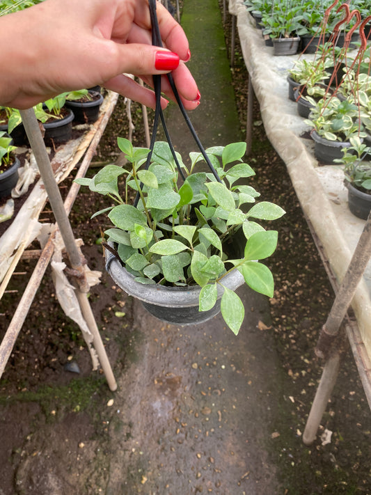 Pixie Lime Peperomia