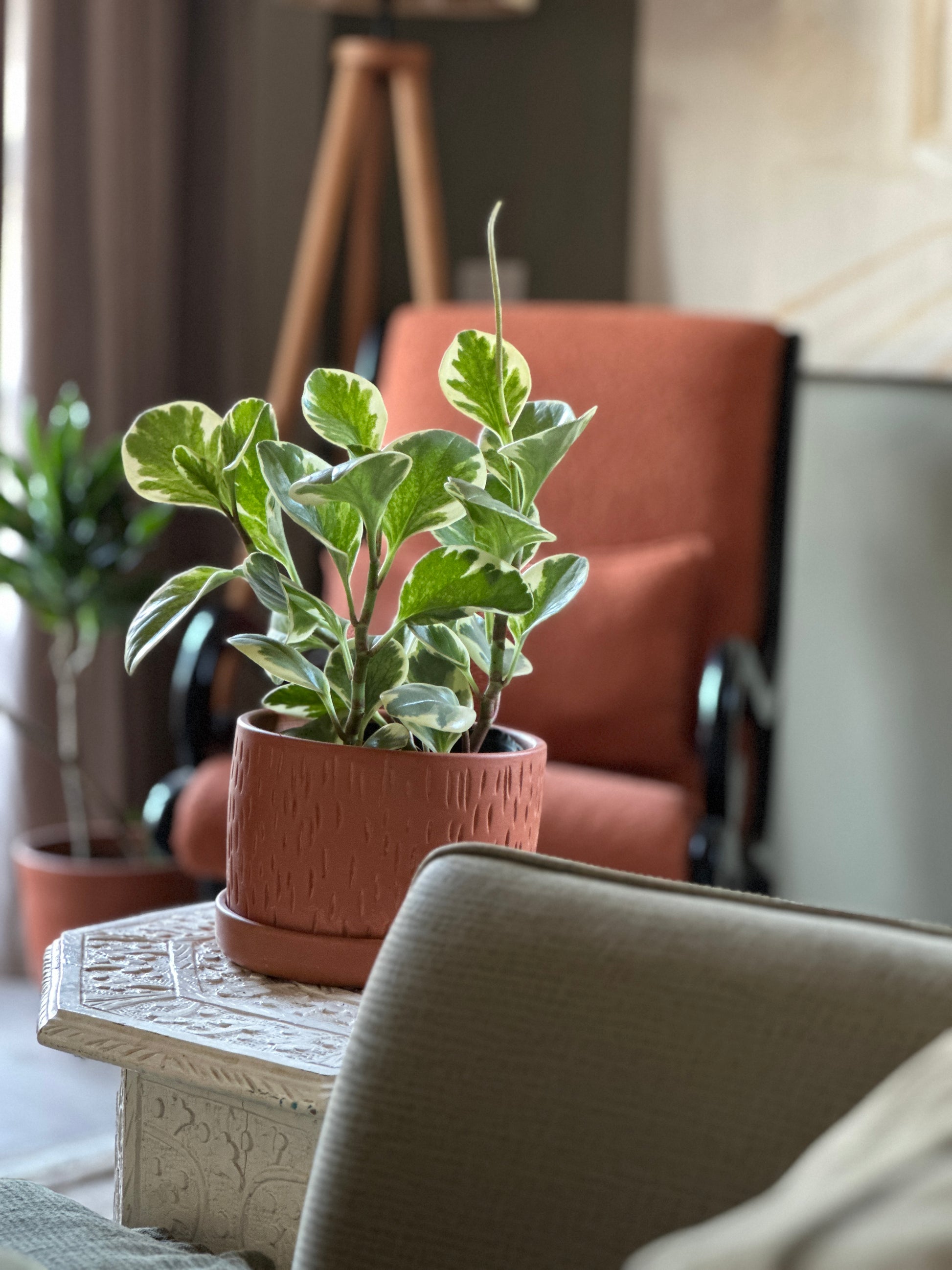 Peperomia Plant in Living Room, Cairo, Egypt.