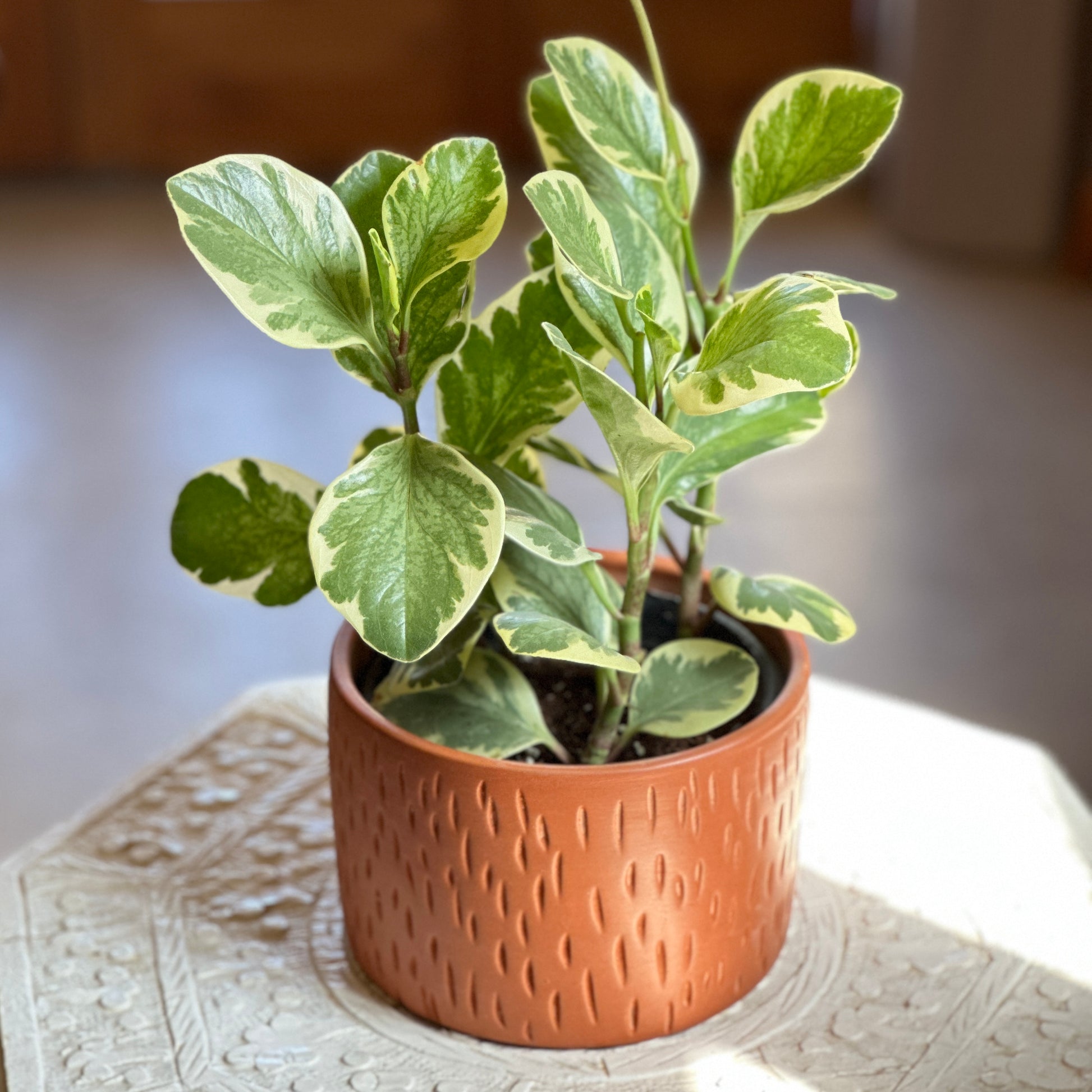 Peperomia Yellow & Green in Clay Planter, Egypt