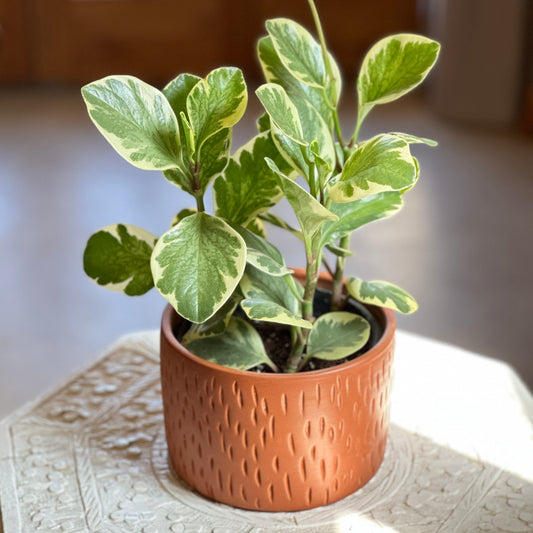 Peperomia Yellow & Green in Clay Planter, Egypt