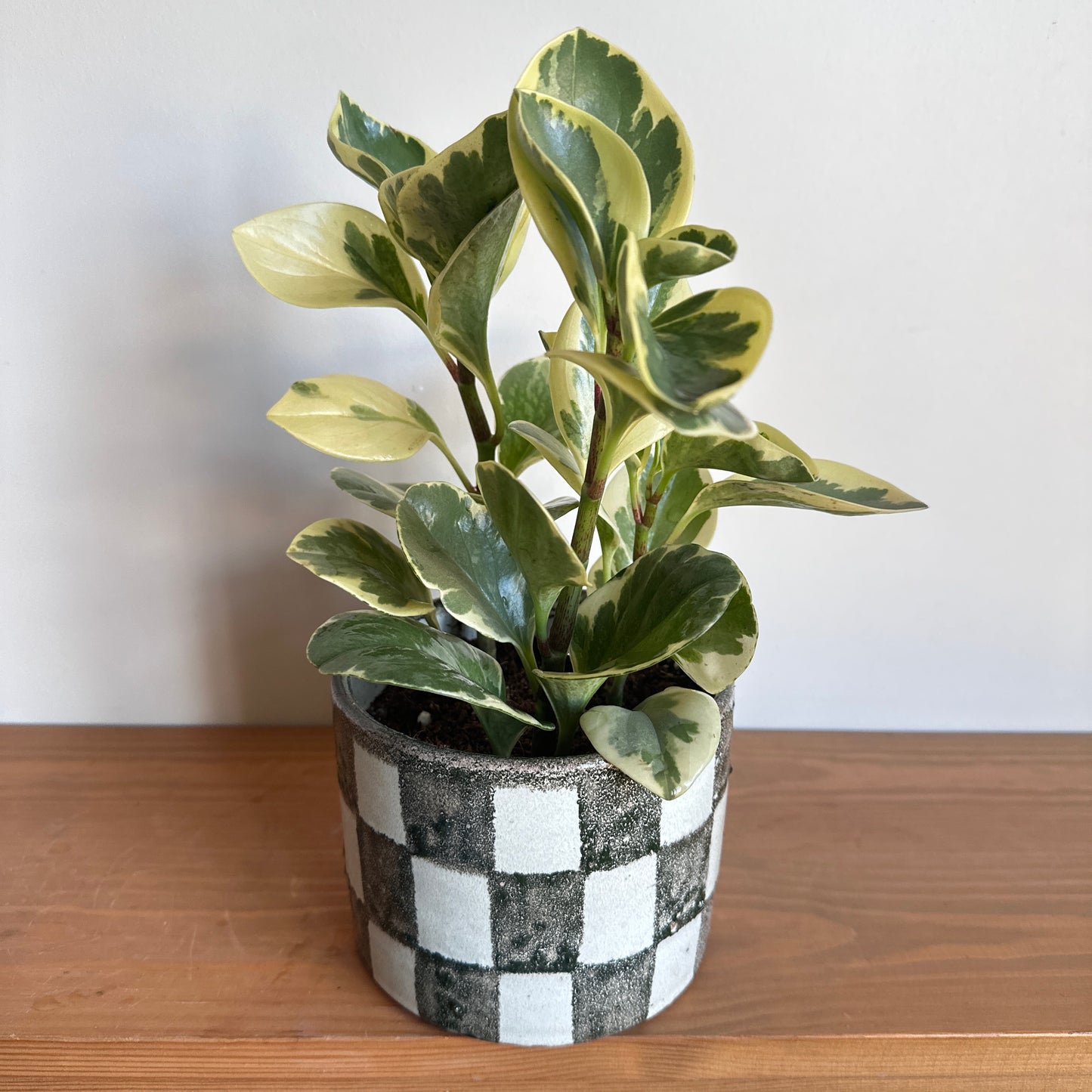 Peperomia Yellow & Green with variegated yellow and green leaves in a black-and-white checkered ceramic pot, sitting on a wooden shelf.