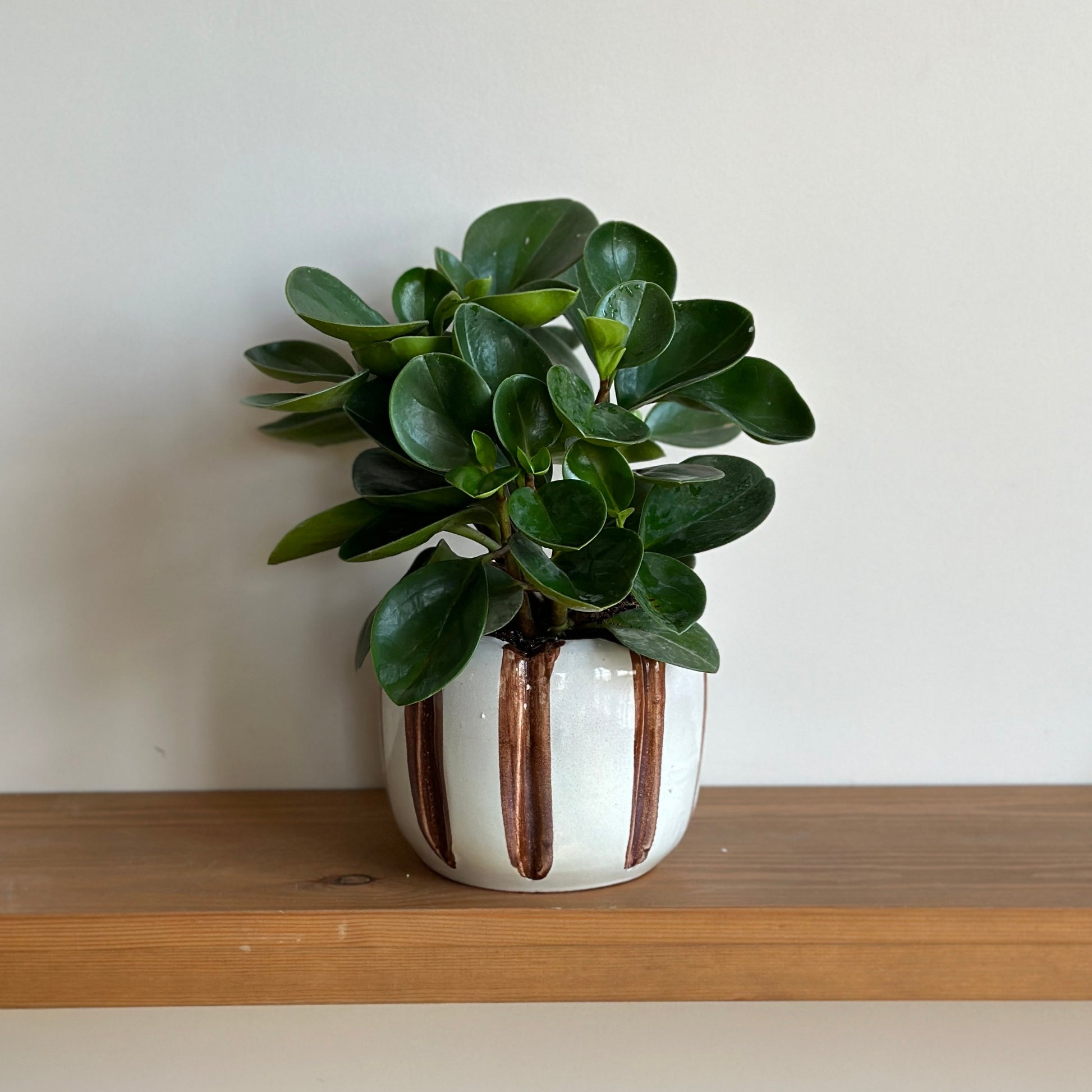 Peperomia_houseplant_in_Striped_honey_comb_White_Ceramic_Pot