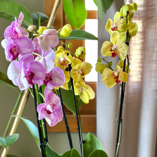 A collection of Phalaenopsis orchids with branches of flowers in pink, yellow, and purple hues, growing indoors.