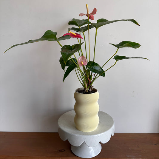 Pink Flamingo in self-watering planter | kaynuna | Cairo, Egypt.