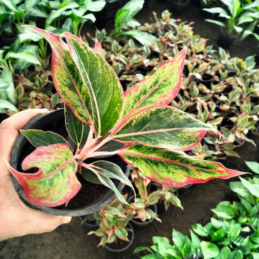 Aglaonema 'Pink Lipstick'