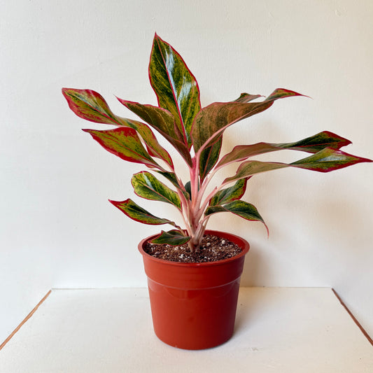 Aglaonema 'Pink Lipstick'