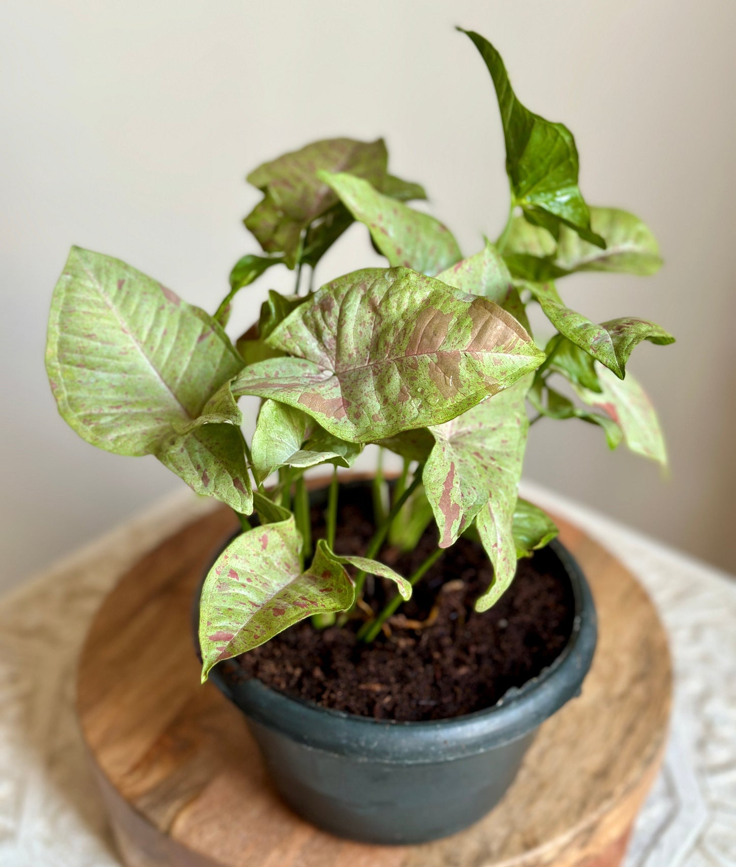 Syngonium Podophyllum product image