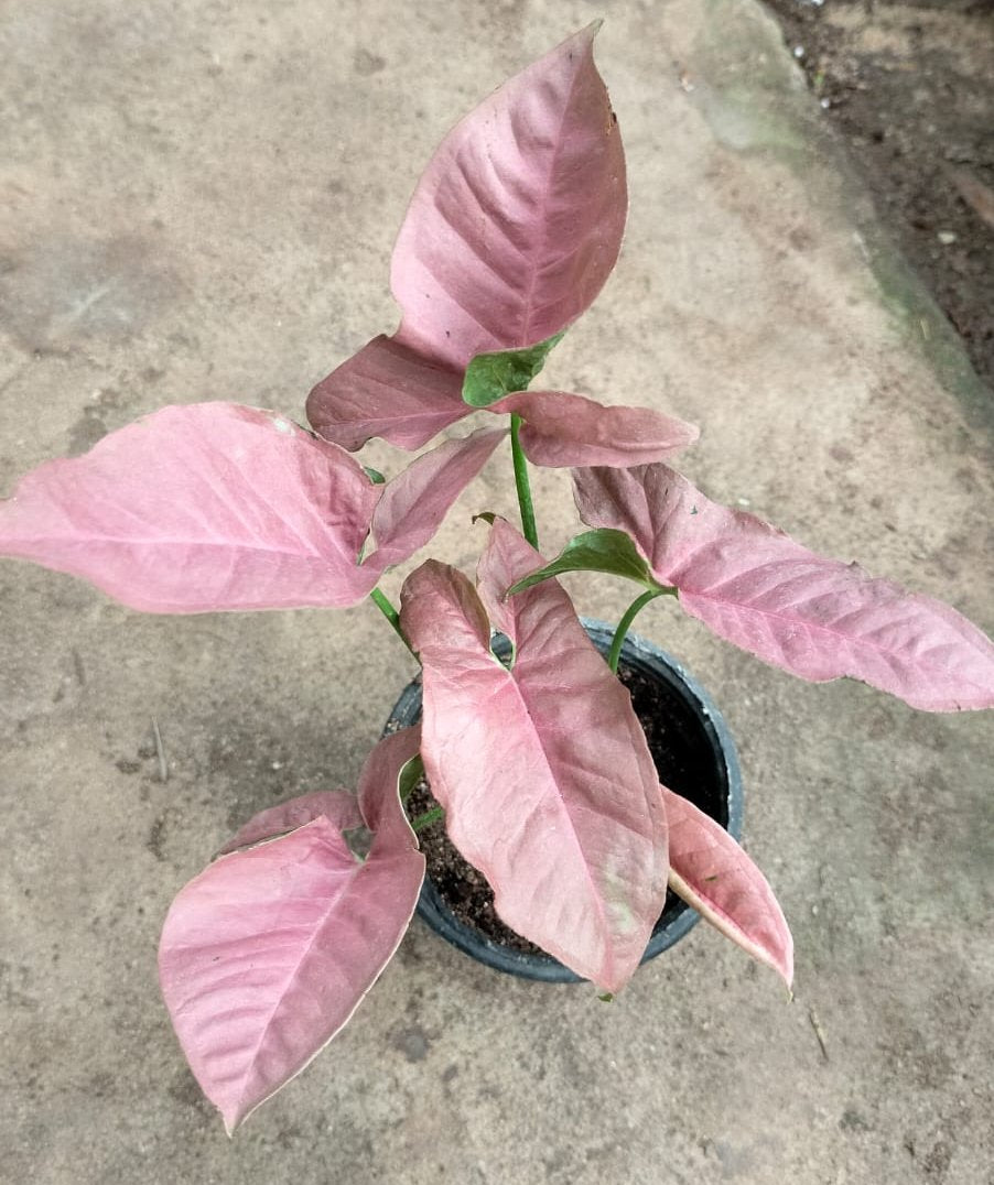 Pink_Syngonium indoor plant