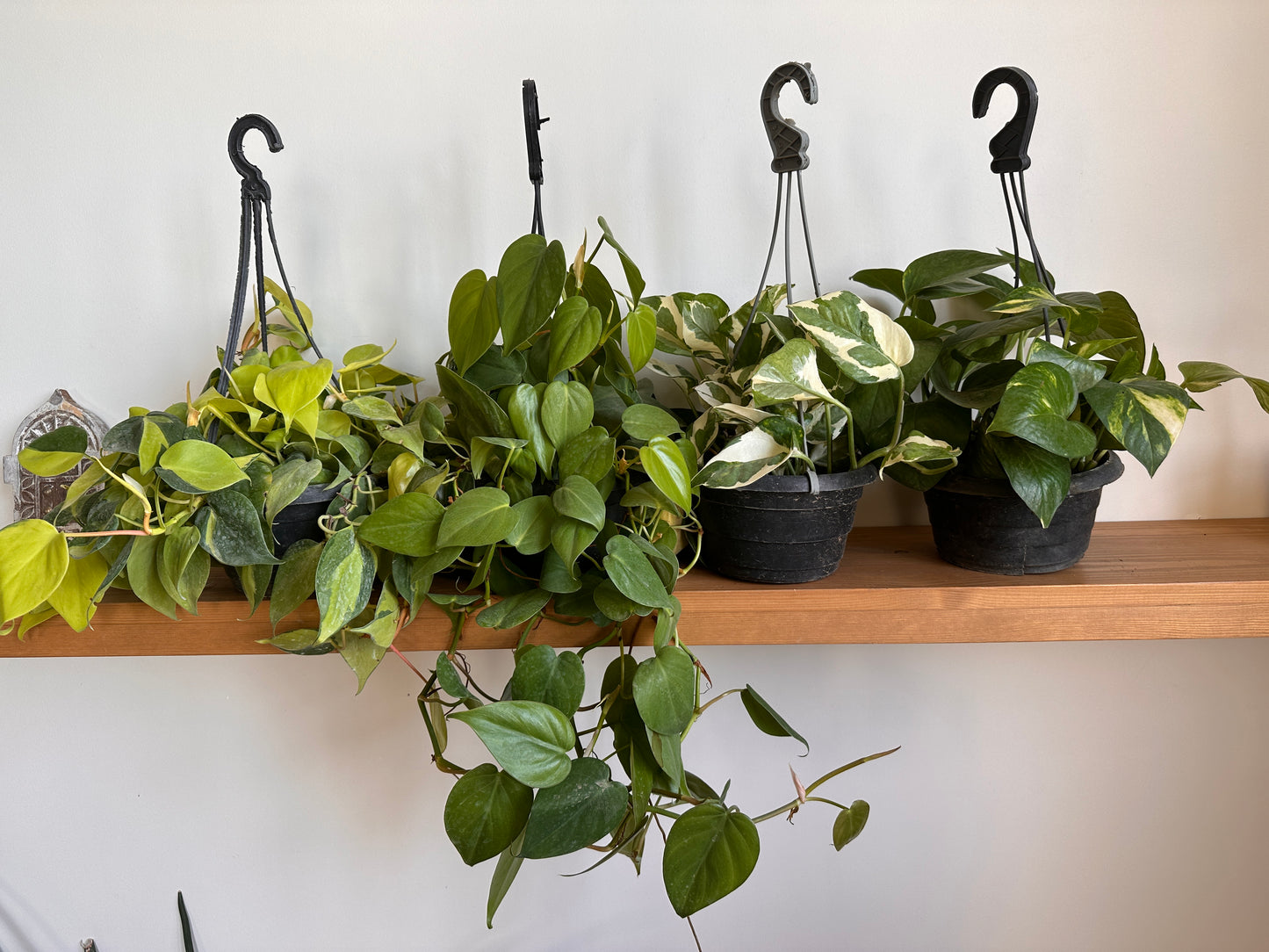 four dangling plants on a shelf 