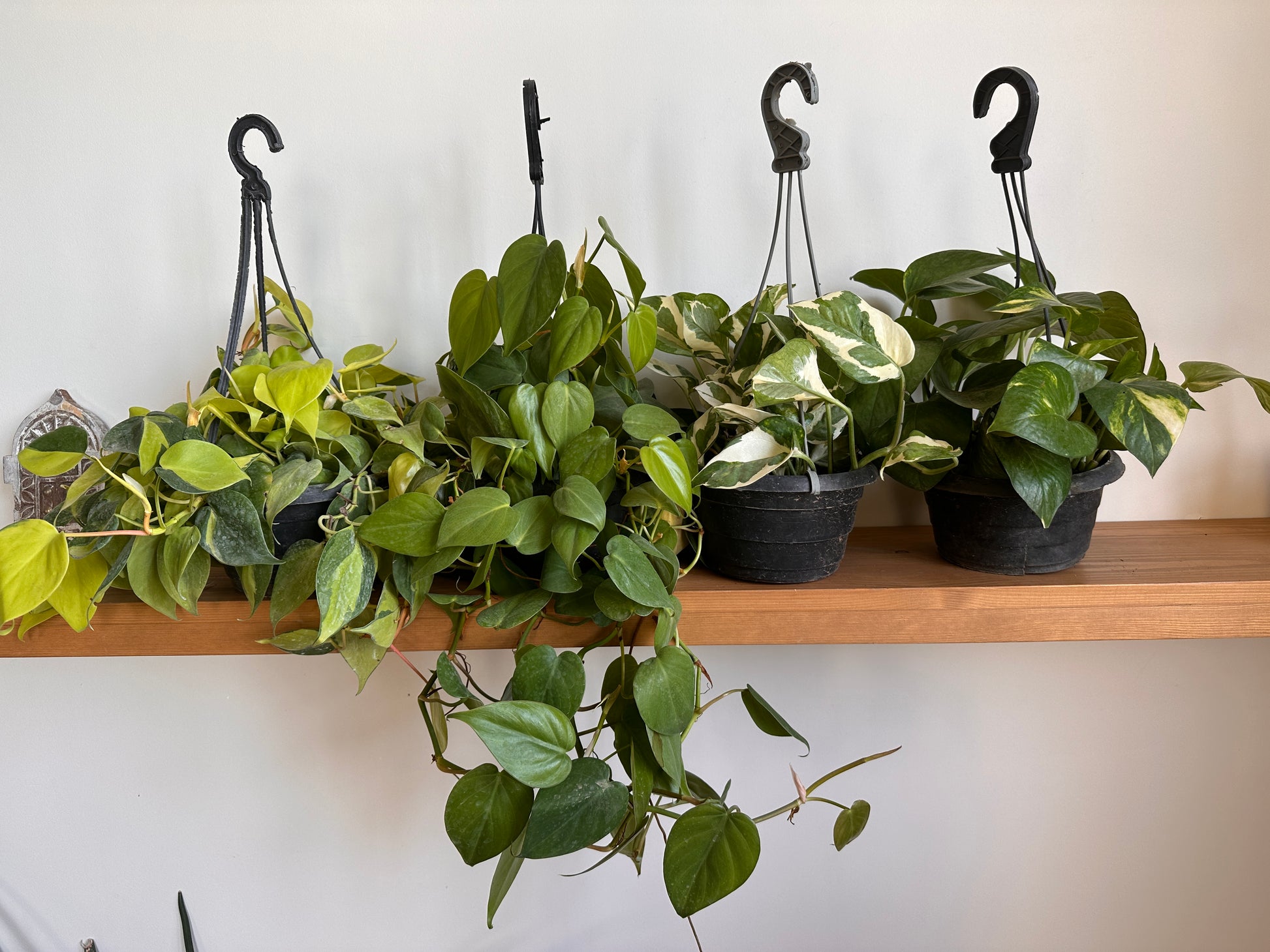 four dangling plants on a shelf 