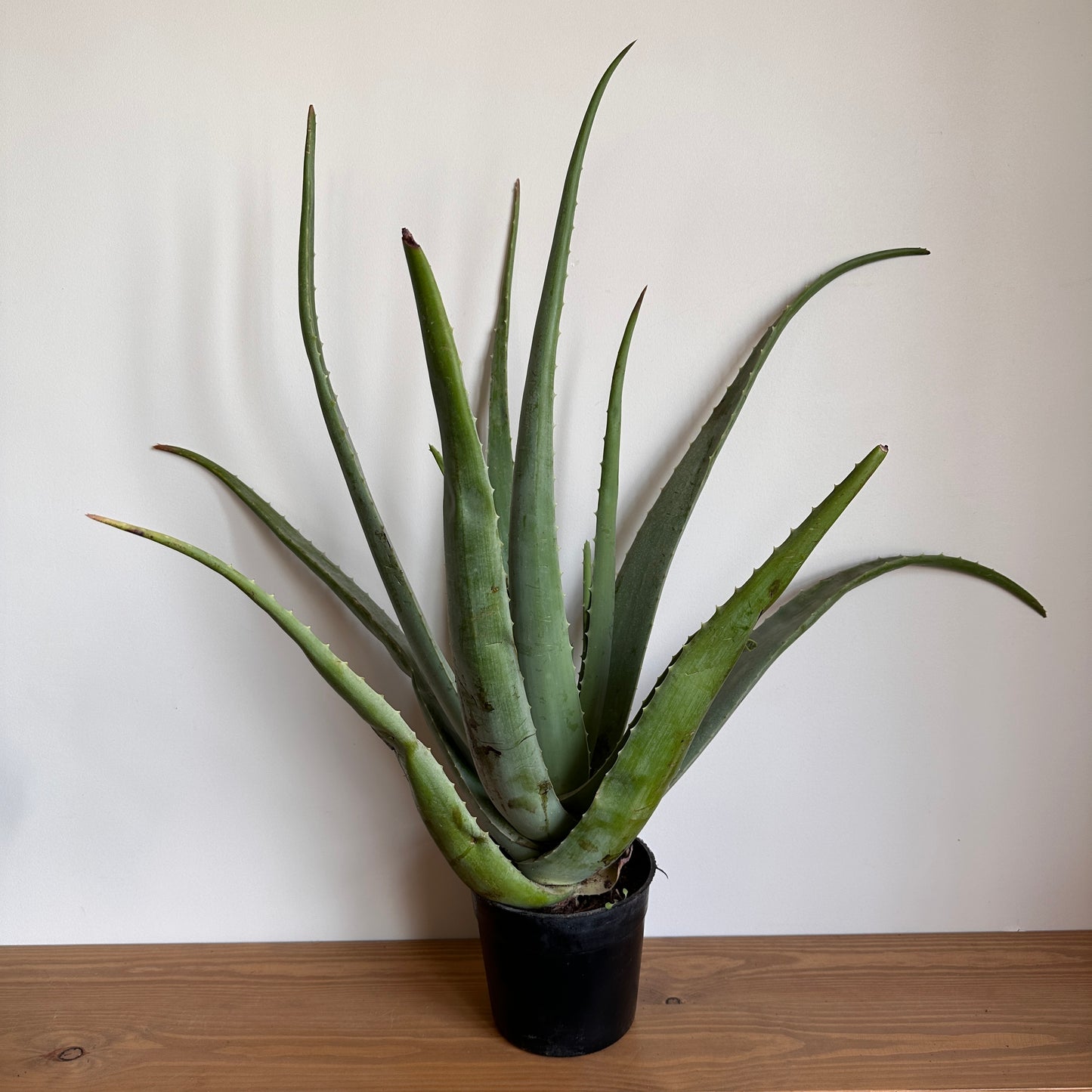 Aloe Vera Plant