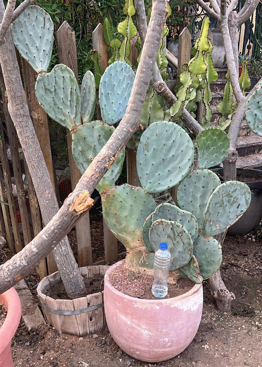 Potted cactus plant with a water bottle in a garden setting