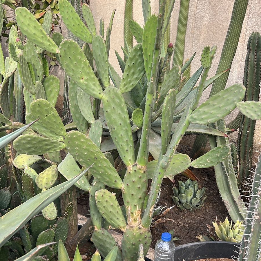 Potted cactus plant with a water bottle in a garden setting