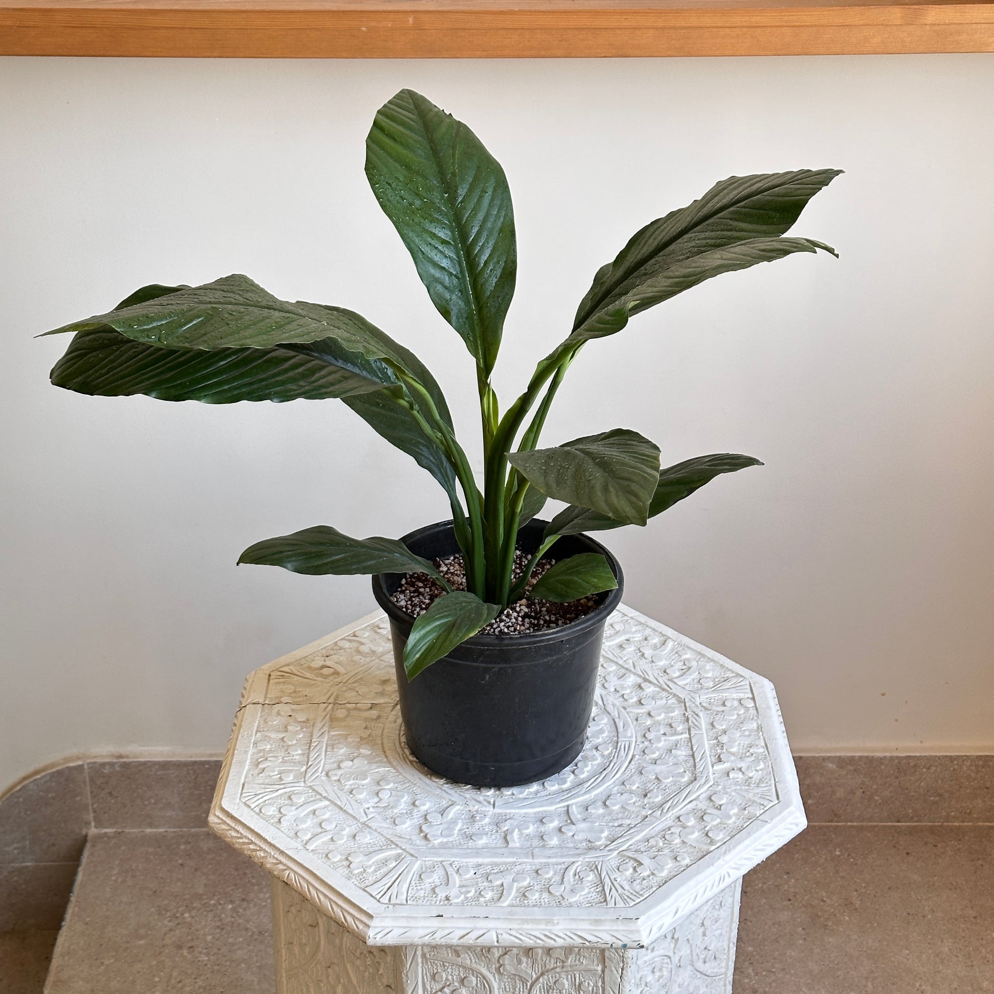 Queen Lilly in black plastic pot|kaynuna