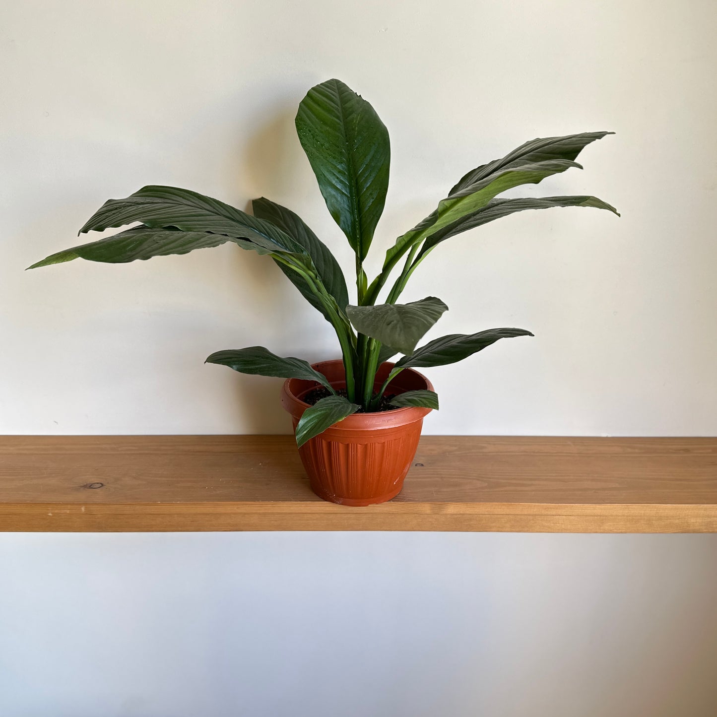 A potted Queen Lilly (Peace Lily) plant with long-lasting white blooms, placed on a wooden shelf against a white wall. |kaynuna| Egypt.