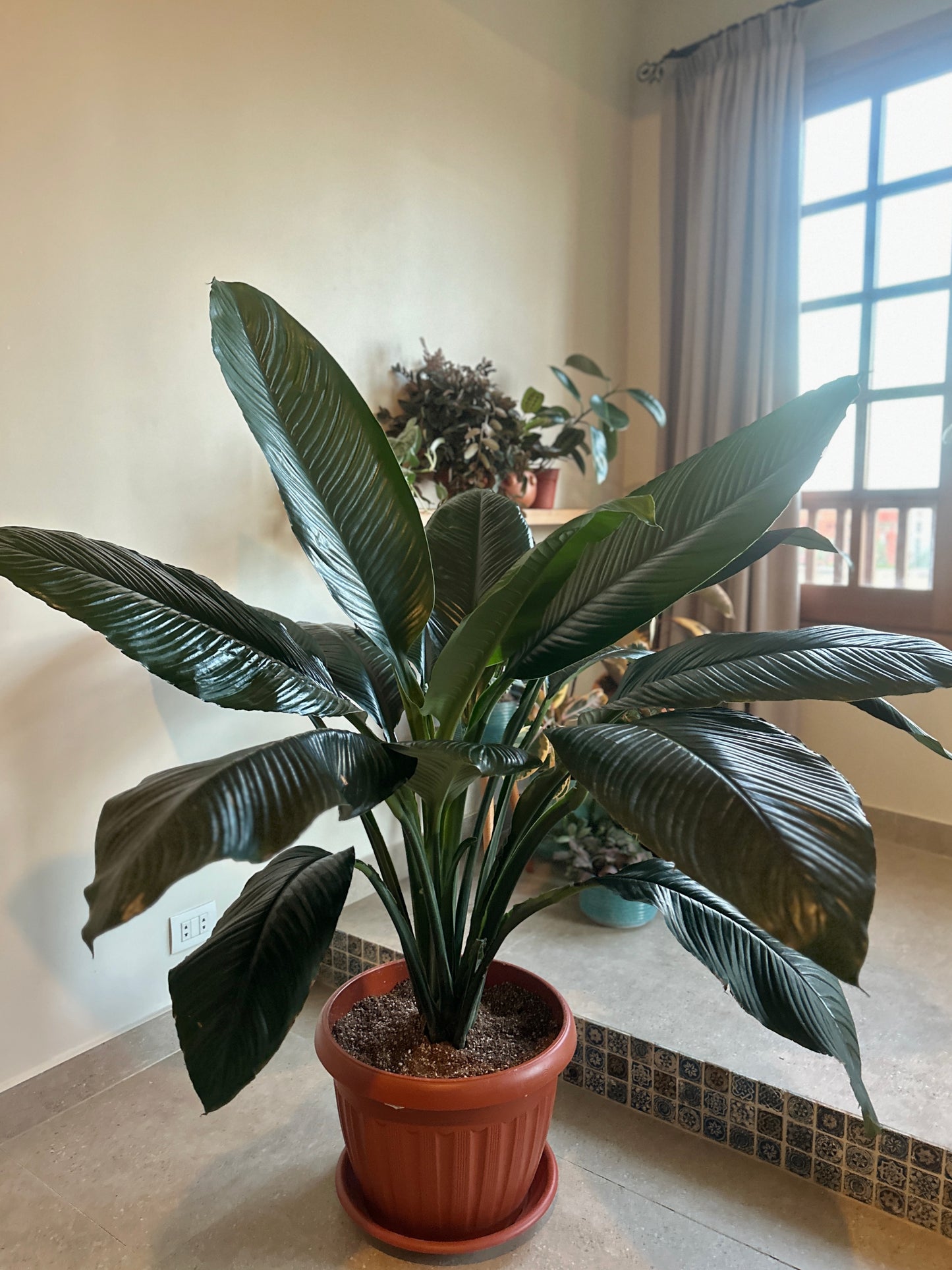Large Queen lilly potted plant on a windowsill with a neutral background