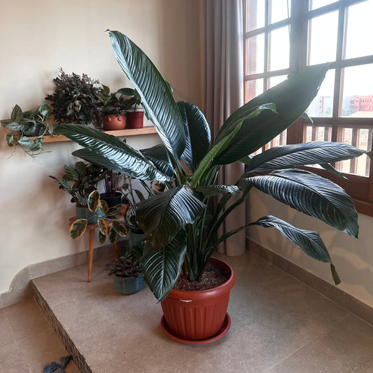 Large Queen Lilly indoor plant on a windowsill with a view of the outdoors | kaynuna |