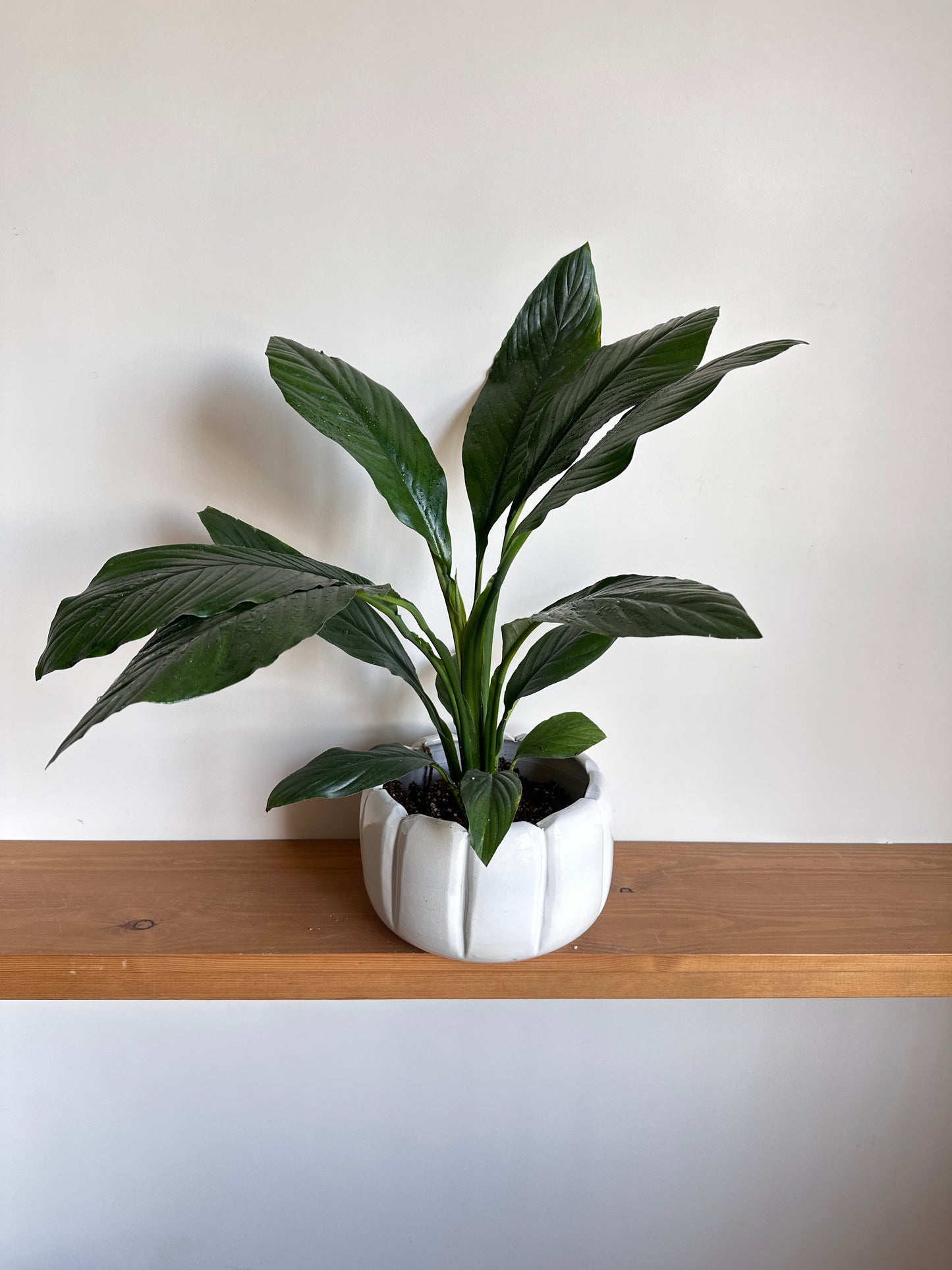 A potted Queen Lilly (Peace Lily) plant with long-lasting white blooms, placed on a wooden shelf against a white wall.