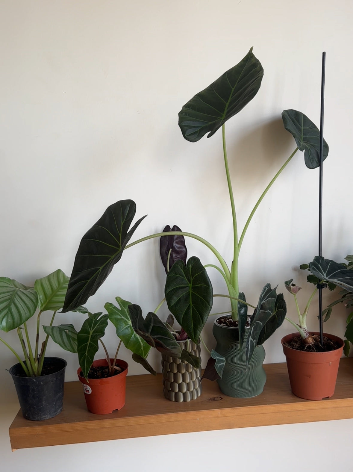 Collection of potted plants on a wooden shelf against a white wall