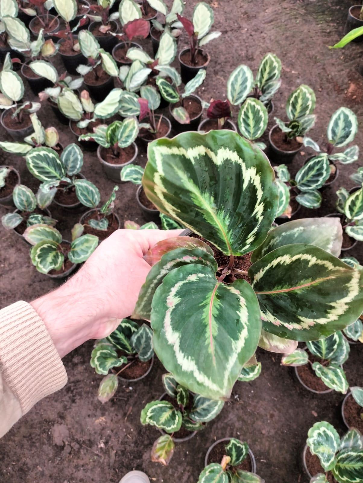 Rose Painted Calathea