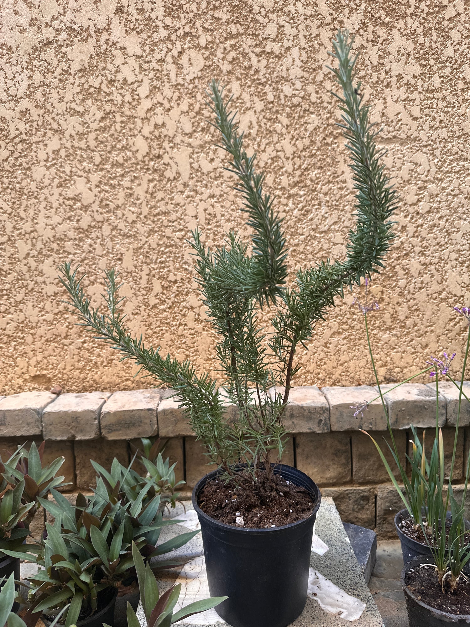 Outdoor Rosemary Plant, Cairo, Egypt