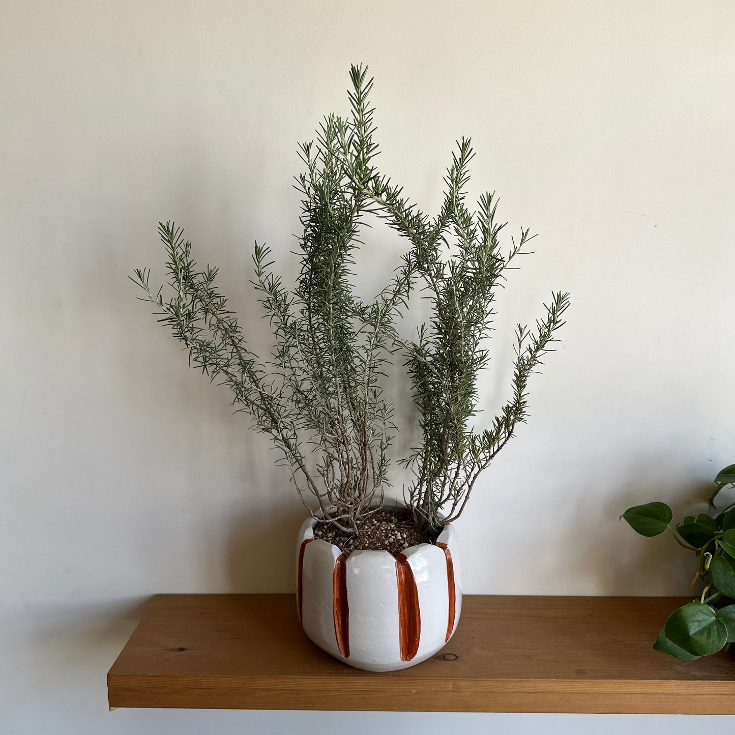 Potted rosemary plant on a wooden shelf against a white wall