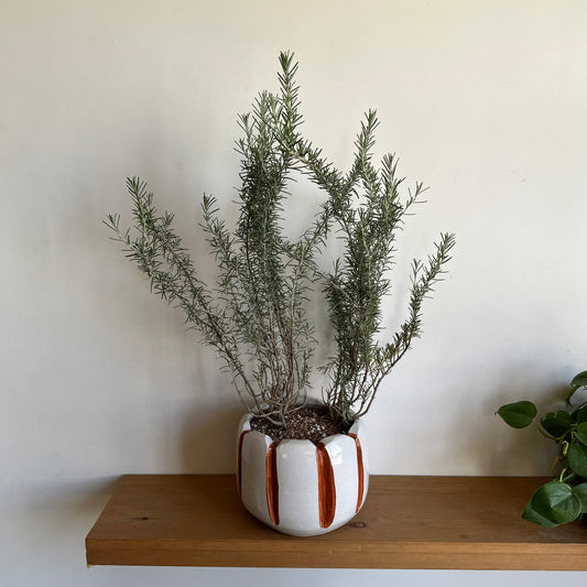 Potted rosemary plant on a wooden shelf against a white wall