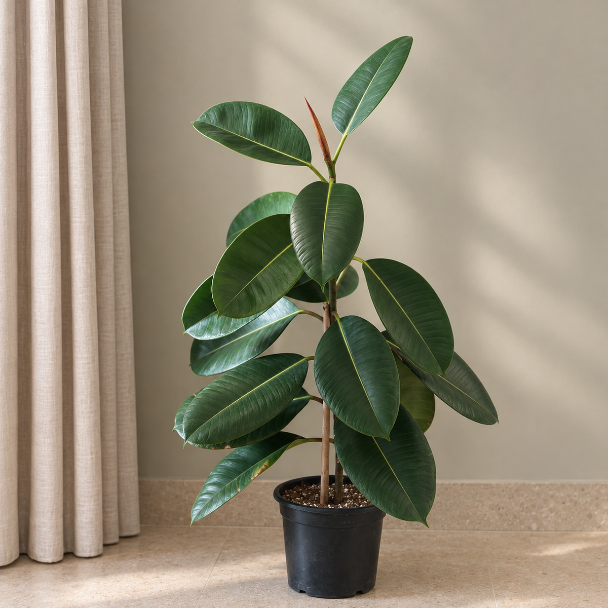 A potted rubber plant with large, glossy green leaves in a black nursery pot, set against a neutral beige wall and curtain background. - kaynuna - Egypt