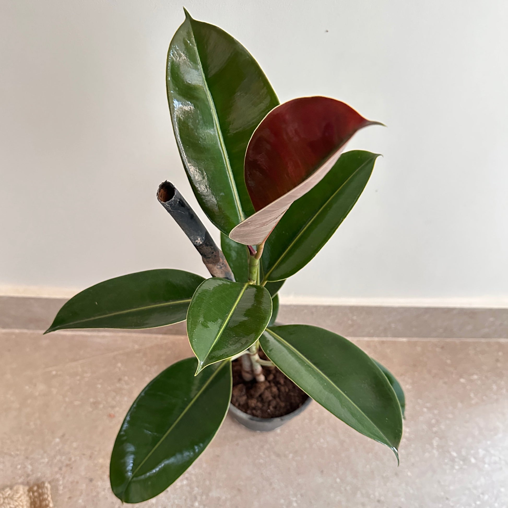 Shop Rubber Tree